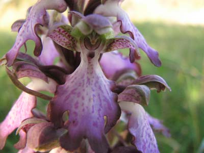 Barlia robertiana , Orchis collina / prime orchidee  2007